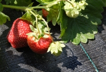 Агротекстили