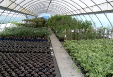 Защитни мрежи